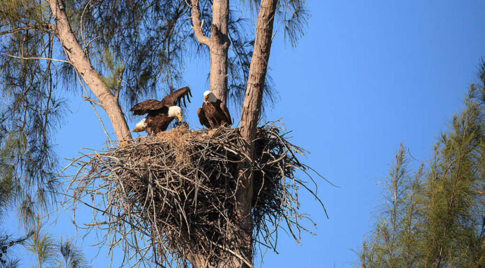 Famiglia di due genitori di aquila calva Haliaeetus leucocephalus con il loro nido di pulcini su Marco Island, Florida in inverno.