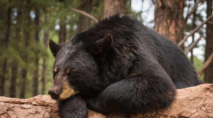 Lazy Bear su un tronco
