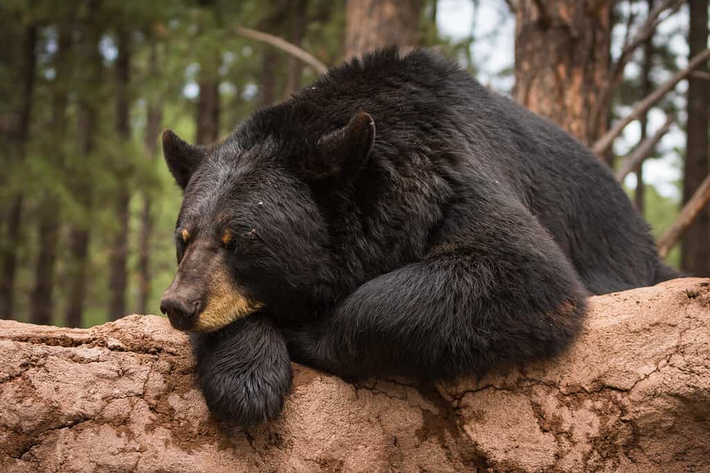 Lazy Bear su un tronco