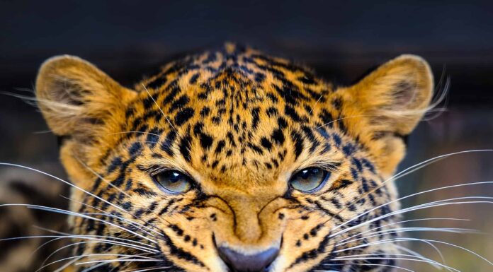 Jaguar - Gatto, Astratto, Africa, Animale, Parte del corpo animale