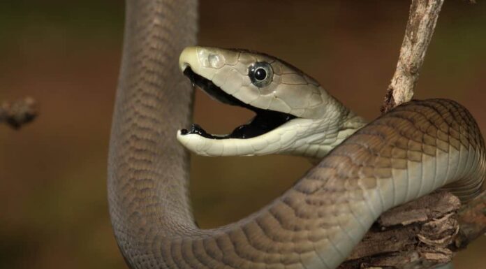 Black Mamba tiene la bocca aperta, mostrando la sua bocca nera