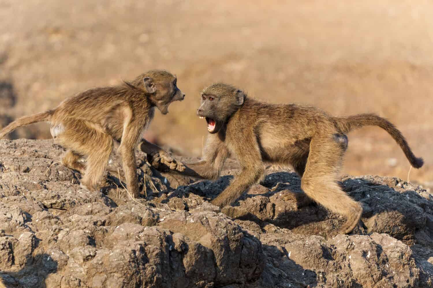 Babbuini Chacma (Papio ursinus), noto anche come il babbuino del Capo, giocando e combattendo in una riserva di caccia nel Tuli Block in Botswana