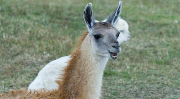 Guanaco Vs Llama- Guanaco