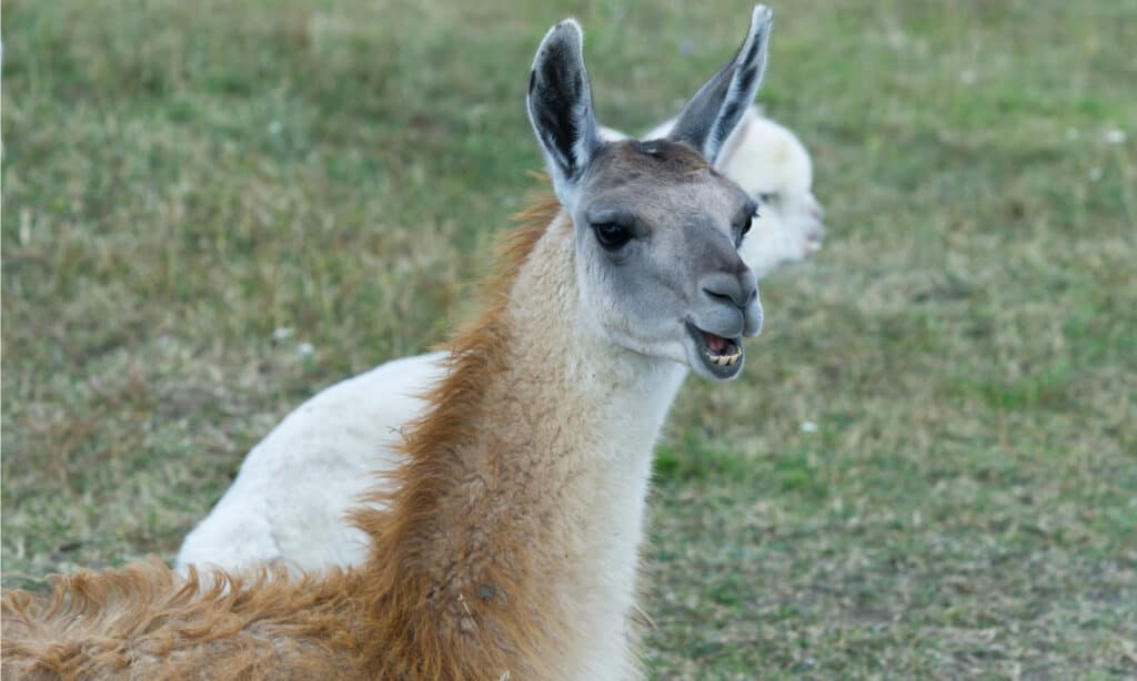 Guanaco Vs Llama- Guanaco