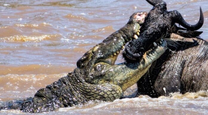 L'animale più mortale del mondo: i coccodrilli