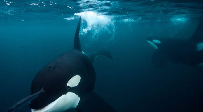 balena assassina che insegue un'aringa sott'acqua