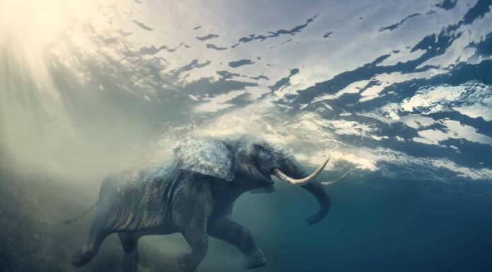 Elefante che nuota sott'acqua.  Elefante africano nell'oceano con raggi solari e increspature sulla superficie dell'acqua.