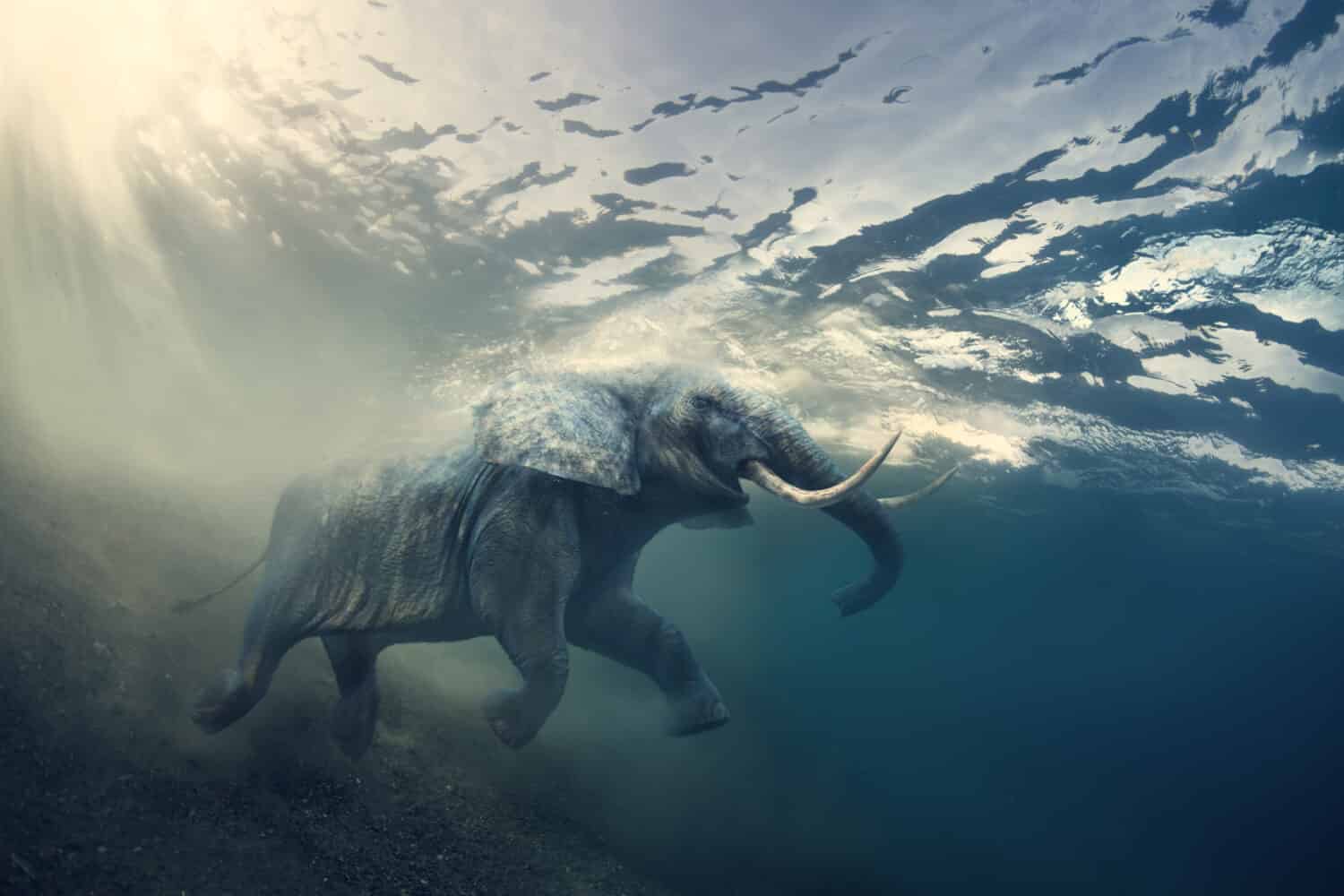 Elefante che nuota sott'acqua.  Elefante africano nell'oceano con raggi solari e increspature sulla superficie dell'acqua.