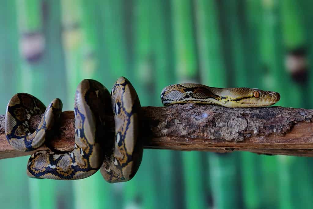 Un pitone reticolato appoggiato su un tronco d'albero secco torcendo il suo corpo.  Questo rettile ha il nome scientifico Malayopython reticulatus.