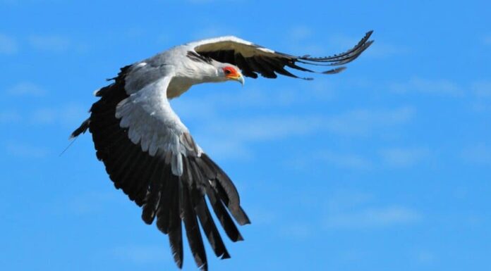 segretario in volo alto nel cielo