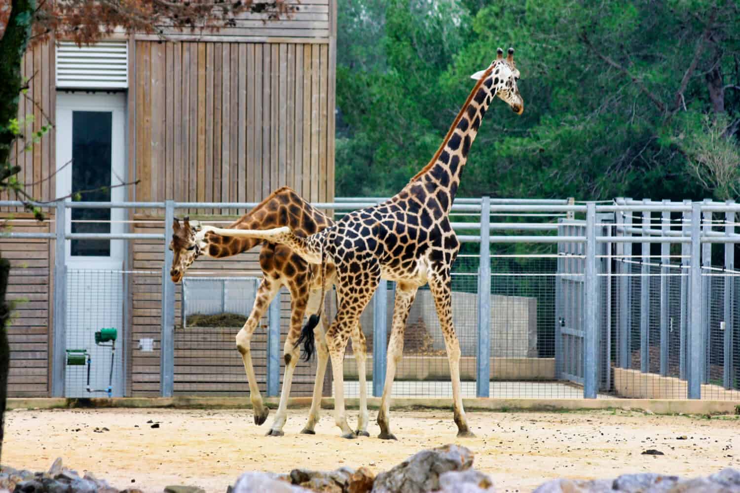 La giraffa maschio prende a calci la giraffa femmina