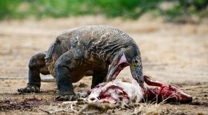 Il drago di Komodo mangia