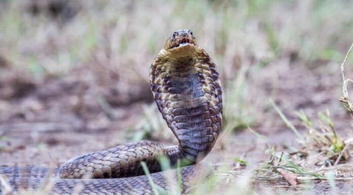 Il cobra dal muso è un grande serpente, che misura da qualche parte tra 4 e 6 piedi.