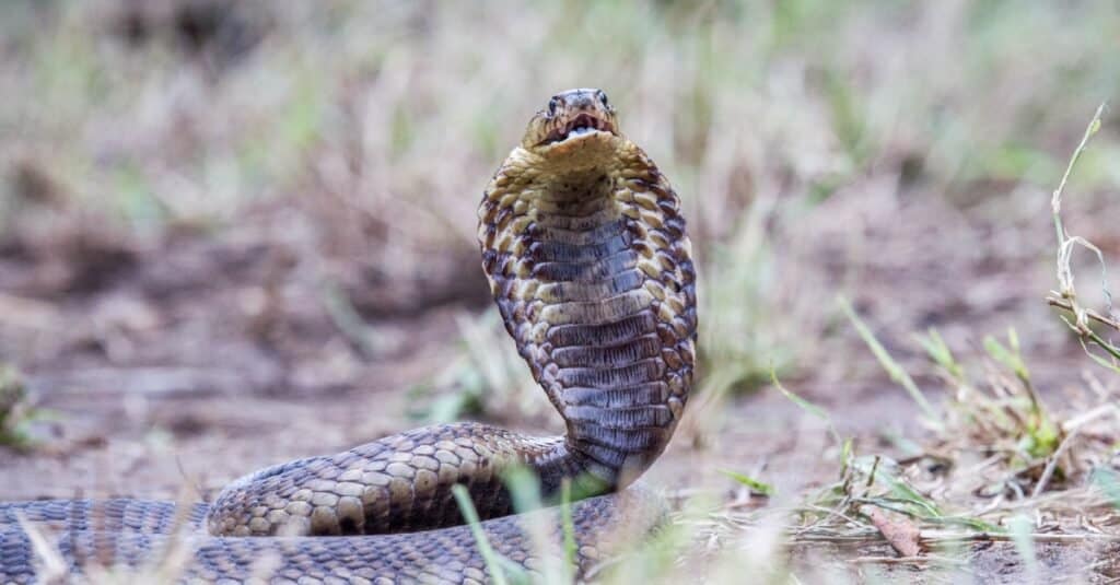 Il cobra dal muso è un grande serpente, che misura da qualche parte tra 4 e 6 piedi.
