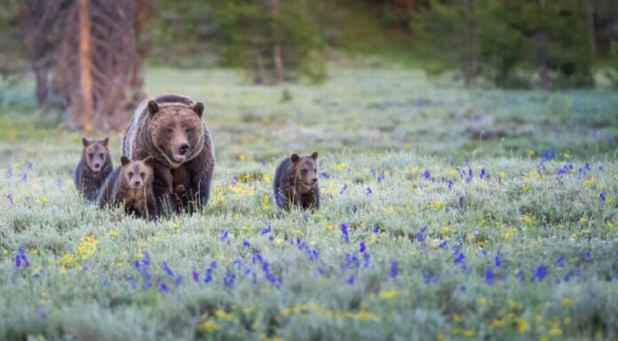 Orso grizzly con cuccioli