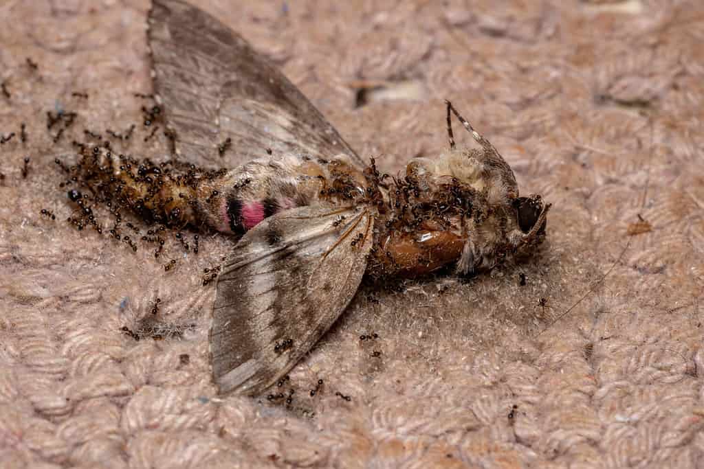 Formiche dalla testa grossa del genere Pheidole che mangiano una falena falco a macchie rosa morta della specie Agrius cingulata