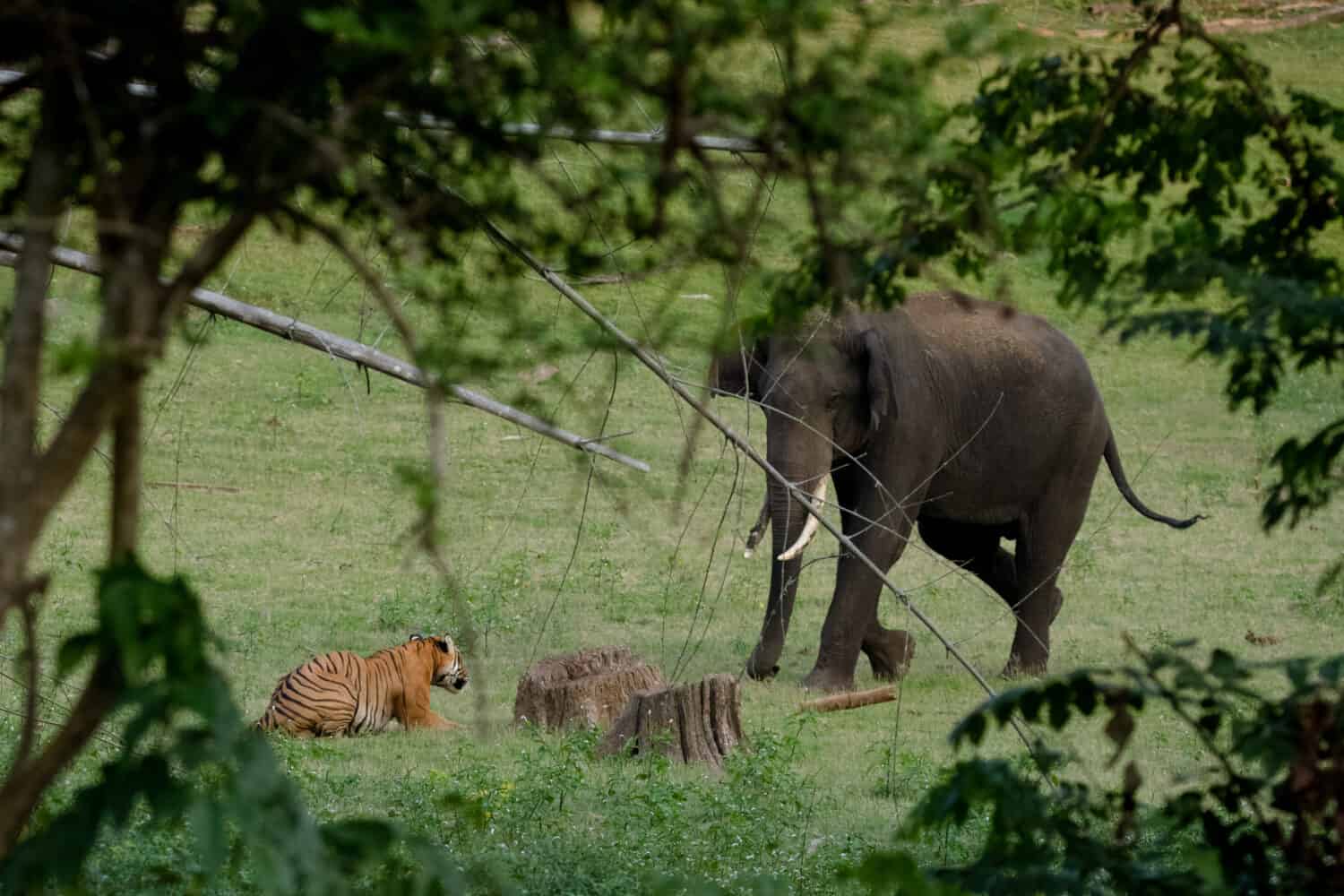 Tigre contro elefante