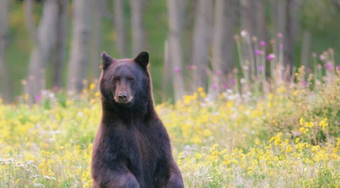 Orso nero in piedi dritto su due zampe posteriori