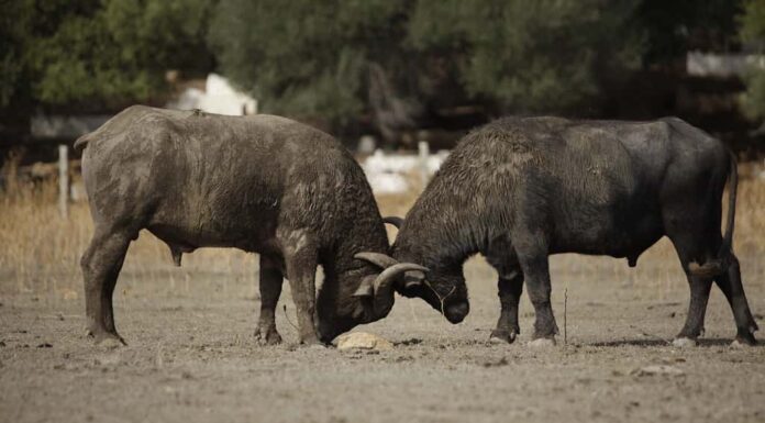 Due enormi bufali d'acqua che combattono su un terreno sabbioso nel parco nazionale tunisino