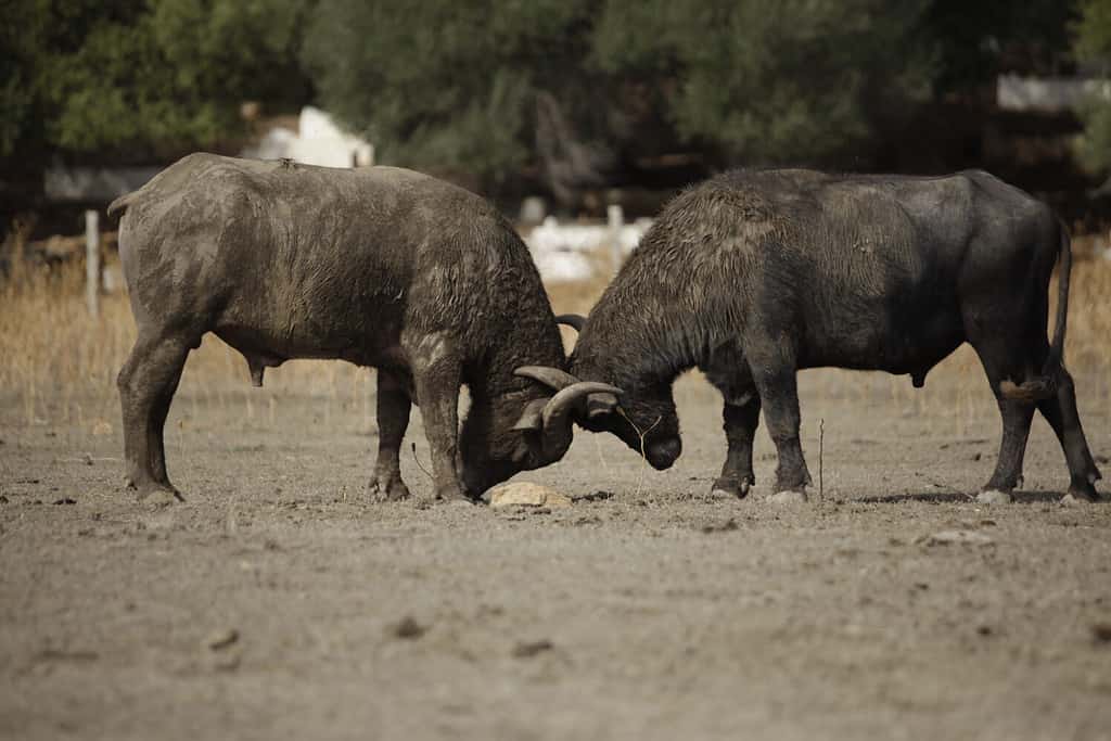 Due enormi bufali d'acqua che combattono su un terreno sabbioso nel parco nazionale tunisino
