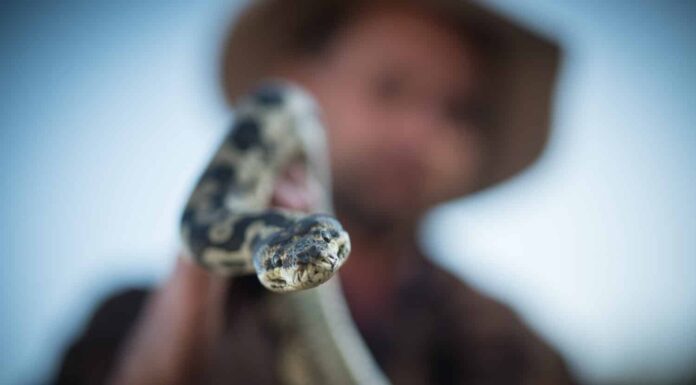 gestore di serpenti con Python