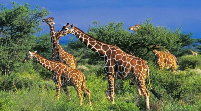 Giraffa reticolata, Africa, Animale, Animale selvatico, Fauna selvatica