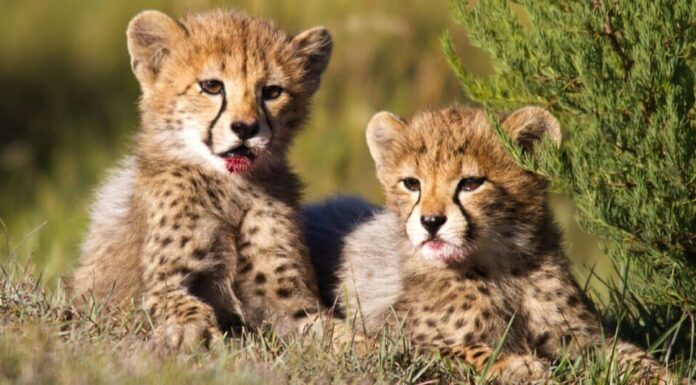 fratelli ghepardi