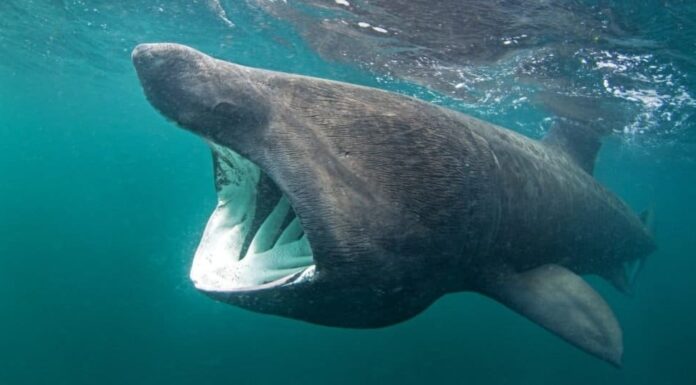 Il più grande squalo: lo squalo elefante