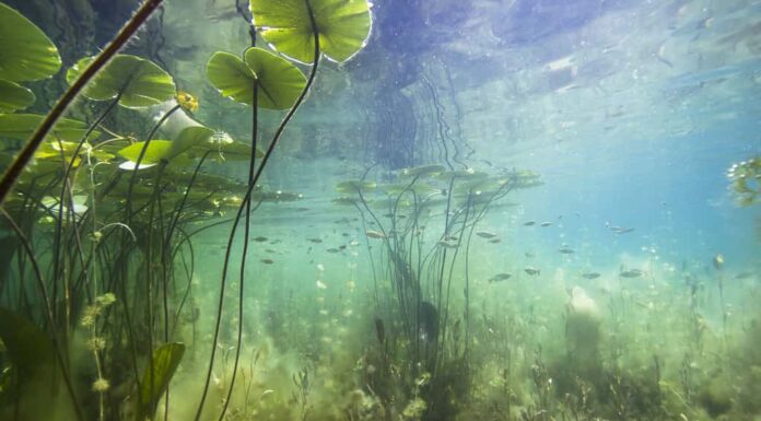 Bella ninfea gialla (nuphar lutea) nella sterlina chiara.  Riprese subacquee nel lago.  Habitat naturale.