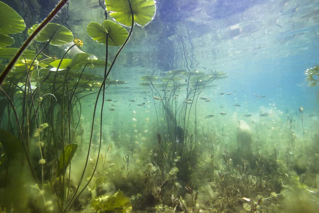 Bella ninfea gialla (nuphar lutea) nella sterlina chiara.  Riprese subacquee nel lago.  Habitat naturale.