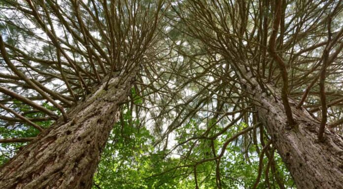 le sequoie costiere sono originarie della California 