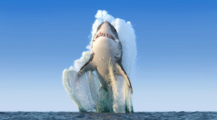 I 6 film sugli squali più spaventosi mai realizzati
