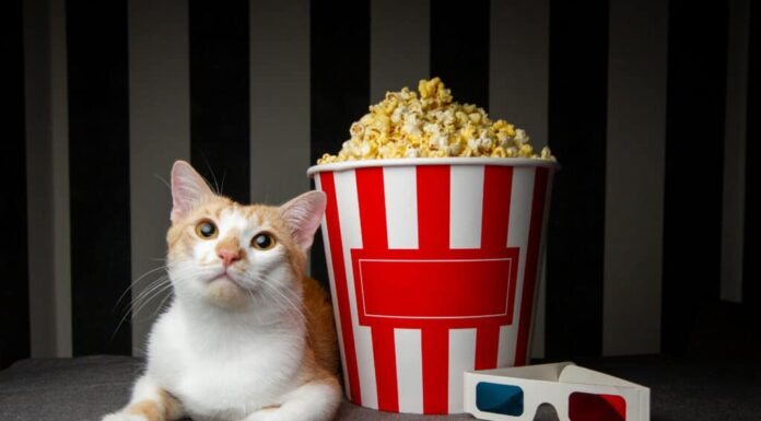 Gatto accanto a popcorn e occhiali 3D