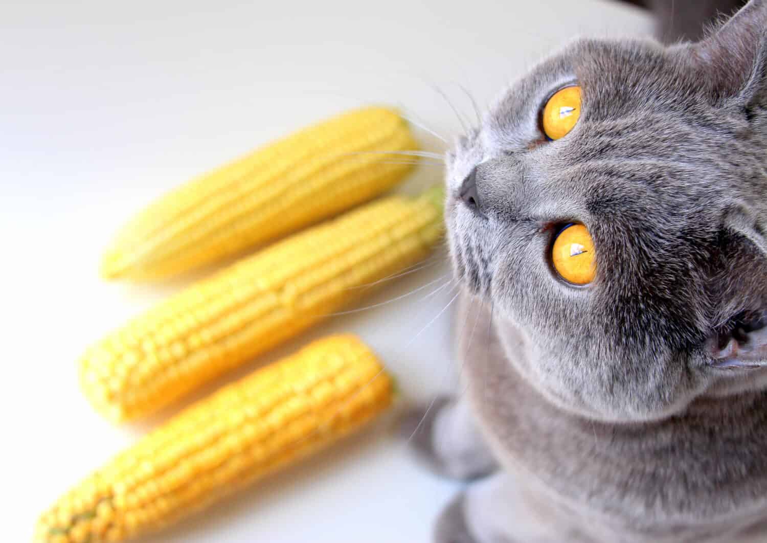 Giovane mais giallo maturo naturale e un gatto domestico grigio che mangia mais dolce.