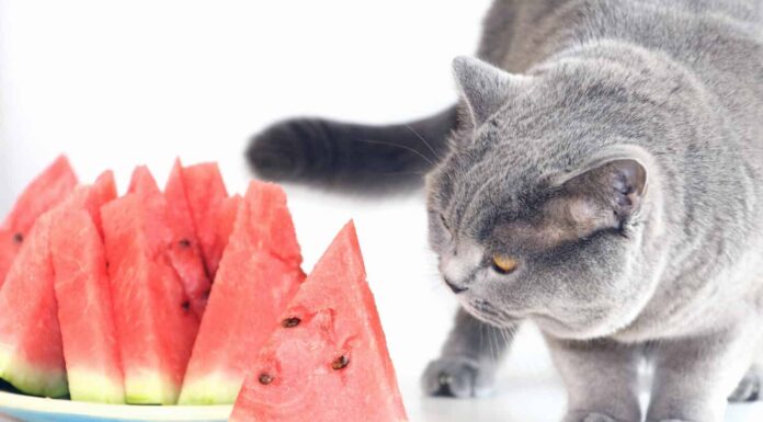 Il gatto scozzese grigio sta mangiando una succosa anguria dolce.  Un gatto domestico che ama mangiare frutta e bacche.