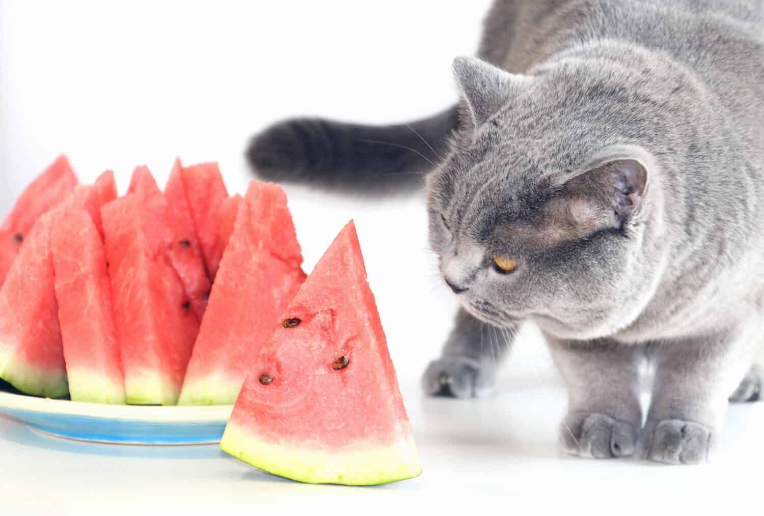 Il gatto scozzese grigio sta mangiando una succosa anguria dolce.  Un gatto domestico che ama mangiare frutta e bacche.