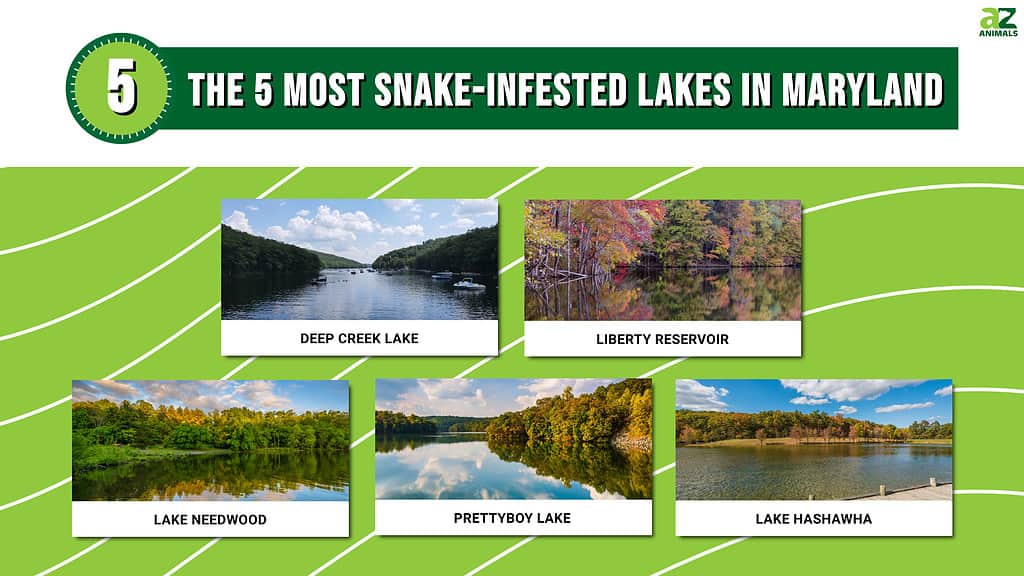infestato da serpenti, laghi, Maryland
