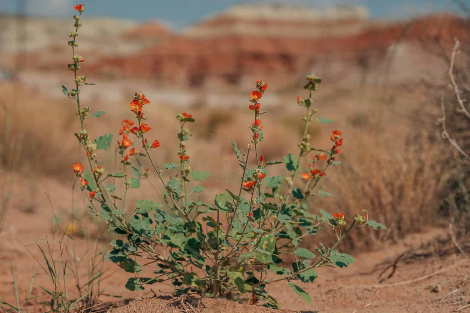 Fiori nel deserto.  Sphaeralcea ambigua (Desert globemallow) , o Albicocca Mallow plat inbloom nel deserto, rocce rosse sullo sfondo