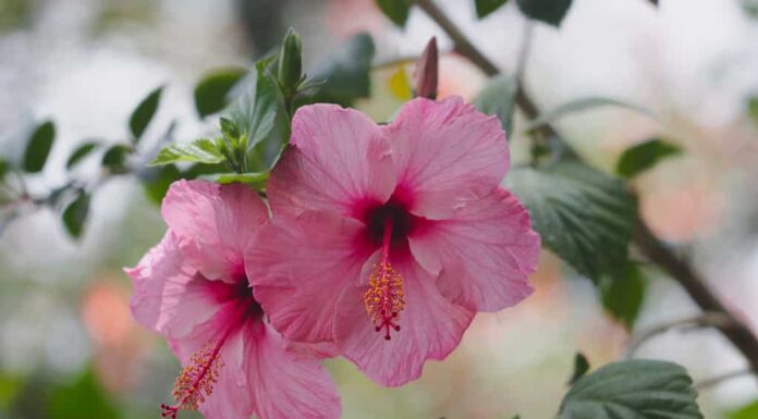 Hibiscus rosa-sinensis, noto colloquialmente come ibisco cinese, rosa cinese, ibisco hawaiano, malva rosa e pianta scarpa, è una specie di ibisco tropicale, una pianta fiorita nell'Hibiceae tr