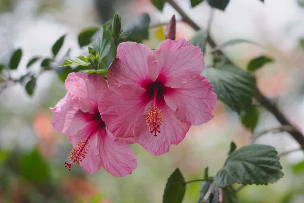 Hibiscus rosa-sinensis, noto colloquialmente come ibisco cinese, rosa cinese, ibisco hawaiano, malva rosa e pianta scarpa, è una specie di ibisco tropicale, una pianta fiorita nell'Hibiceae tr