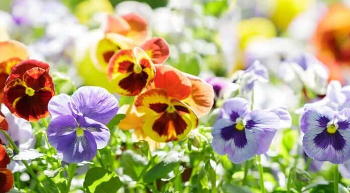 fiori variopinti della viola del pensiero in un giardino