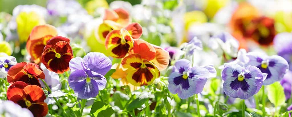fiori variopinti della viola del pensiero in un giardino