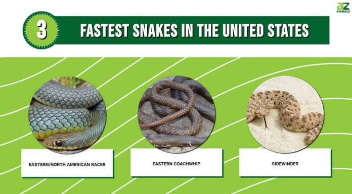 I primi 3 serpenti più veloci negli Stati Uniti hanno una velocità incredibile
