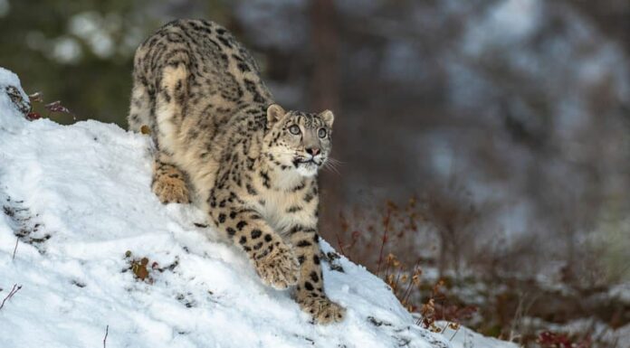 Alert Snow Leopard in cerca di prede.