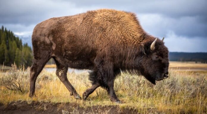 Il più grande animale terrestre del Nord America - Bisonte americano che cammina e cerca cibo nel Parco Nazionale di Yellowstone, Wyoming, USA.