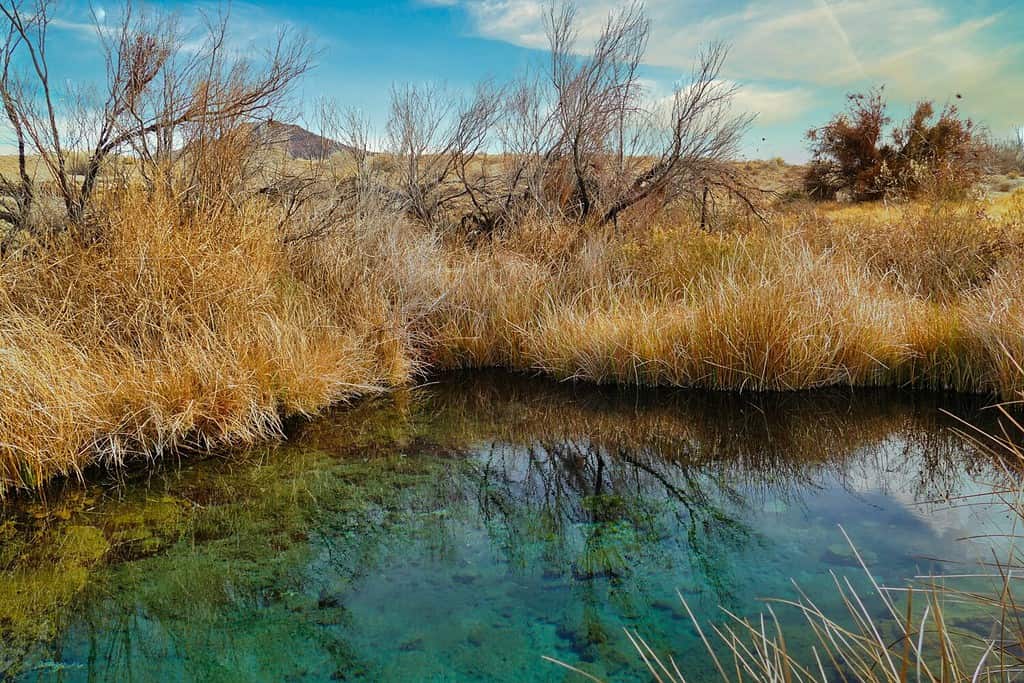 Primavera nell'oasi Ash Meadows National Wildlife Refuge, nel deserto del Mojave vicino a Pahrump, Nevada, uno dei pochi luoghi in cui vive il pupfish in via di estinzione (Cyprinodon nevadensis mionectes).