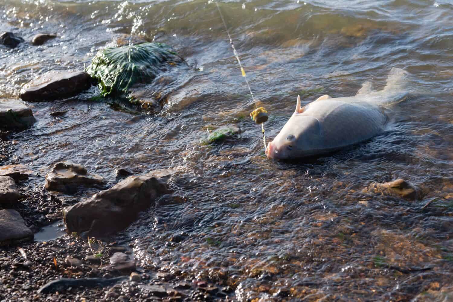 Un bufalo smallmouth (Ictiobus bubalus) agganciato a una lenza con alimentatore di metodo sulla costa rocciosa del lago Grapevine, Texas, Stati Uniti.  Un pesce ruvido nativo americano nelle specie Catostomidae