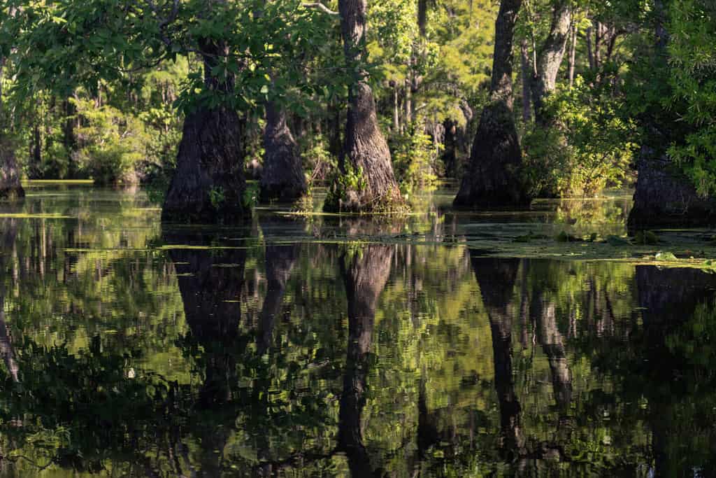 Una palude di cipresso calvo nel sud americano, North Carolina, Stati Uniti