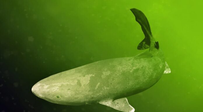 Squalo della Groenlandia che nuota, Somniosus microcephalus, squalo con la durata di vita più lunga conosciuta di tutte le specie di vertebrati