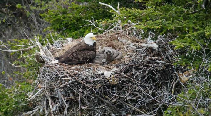 Un'aquila calva adulta fa la guardia a due pulcini in un nido in cima a un albero sul lato di una scogliera.  Signal Hill National Historic Site, St. John's, Terranova e Labrador, Canada.